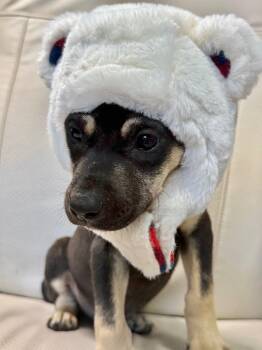 Labrador Retriever Dogs Available for Adoption in Miami, Florida - PINNOCHIO | PetCurious