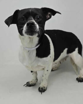 Rescue Chihuahua and Dachshund Dogs for Adoption in New York, New York - Red | PetCurious