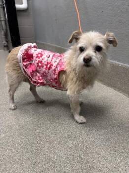FLOWER -  Terrier Dog for Adoption in Las Vegas, Nevada - FLOWER | PetCurious