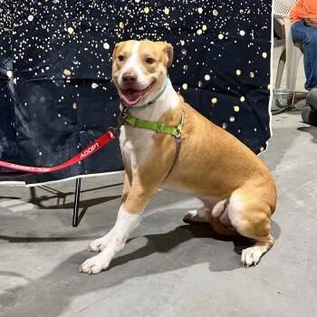 Hammerhead -  Terrier and Mixed Breed Dog for Adoption in Galax, Virginia - Hammerhead | PetCurious