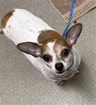 HANNAH CABANA -  Chihuahua Dog for Adoption in Las Vegas, Nevada - HANNAH CABANA | PetCurious