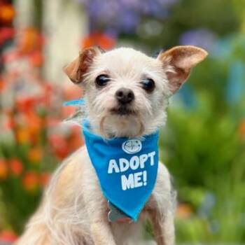 Rescue Chihuahua Dogs for Adoption in Pacific Grove, California - Crouton | PetCurious