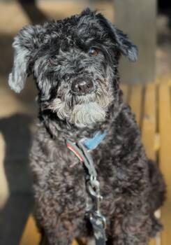 Rescue Schnauzer Dogs for Adoption in Princeton, Massachusetts - Mr. Big | PetCurious