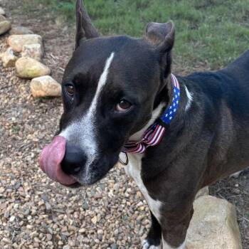 Keisha(BAS) -  Boxer and Mixed Breed Dog for Adoption in Lenoir, North Carolina - Keisha(BAS) | PetCurious