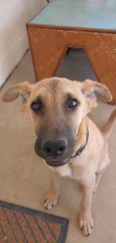 Rescue Black Mouth Cur Dogs for Adoption in Luling, Texas - Slim | PetCurious