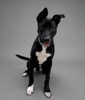 Cumberbatch -  Pit Bull Terrier and Mixed Breed Dog for Adoption in Fort Worth, Texas - Cumberbatch | PetCurious