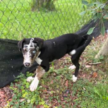 TK -  Australian Cattle Dog Blue Heeler Dog for Adoption in Danville, Vermont - TK | PetCurious