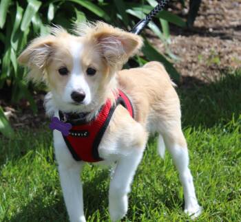 Rescue Pomeranian and Pembroke Welsh Corgi Dogs for Adoption in Imperial Beach, California - Teddy | PetCurious