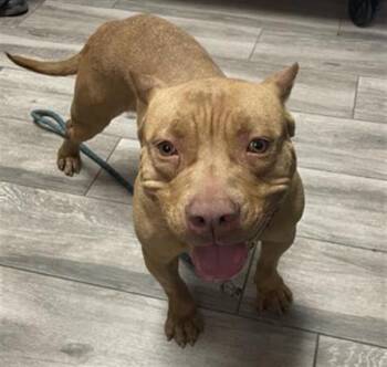 Pit Bull Terrier Dogs Available for Adoption - FIONA | PetCurious