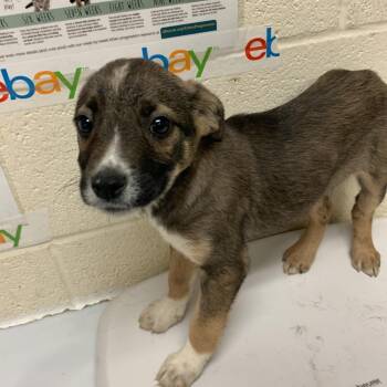 Mixed Breed Dogs Available for Adoption in Memphis, Tennessee - TINKERBELL | PetCurious