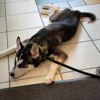 Snow Lilly -  Husky Dog for Adoption in Silver Spring, Maryland - Snow Lilly | PetCurious