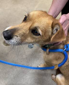 Nachos -  Yorkshire Terrier Dog for Adoption in Greenbelt, Maryland - Nachos | PetCurious