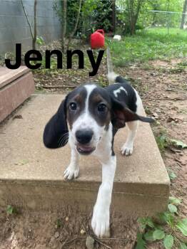 Jenny -  Beagle and Hound Dog for Adoption in Stafford, Virginia - Jenny | PetCurious