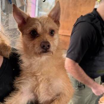 Chihuahua and Mixed Breed Dogs Available for Adoption - Garth | PetCurious