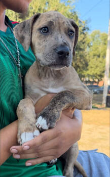 Rescue Catahoula Leopard Dog Dogs for Adoption in Lakeland, Florida - Cancun | PetCurious