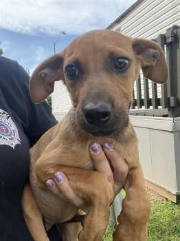 HEALER -  Pit Bull Terrier and Mixed Breed Dog for Adoption in Oklahoma City, Oklahoma - HEALER | PetCurious