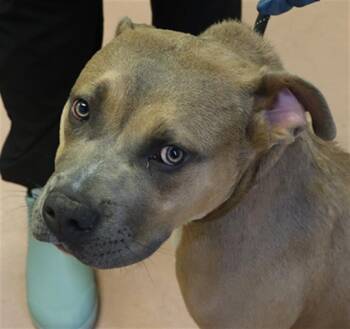 Mixed Breed Dogs Available for Adoption - COWBOY | PetCurious