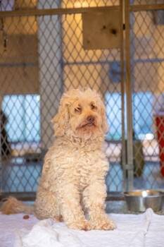 MANCHEGO -  Poodle and Portuguese Water Dog Dog for Adoption in Boston, Massachusetts - MANCHEGO | PetCurious