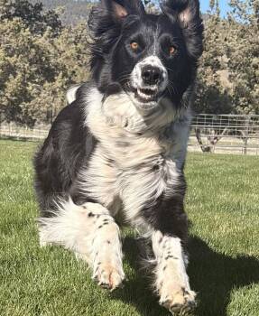 Border Collie Dogs Available for Adoption in Bend, Oregon - Rueger | PetCurious