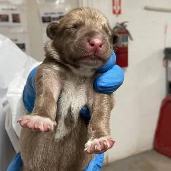 Pomelo -  Shepherd Dog for Adoption in Edinburg, Texas - Pomelo | PetCurious