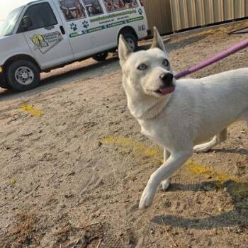 Addie -  Husky and Mixed Breed Dog for Adoption in Scottsbluff, Nebraska - Addie | PetCurious
