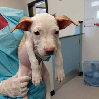 Goldie Leaf -  Mixed Breed Dog for Adoption in Austin, Texas - Goldie Leaf | PetCurious