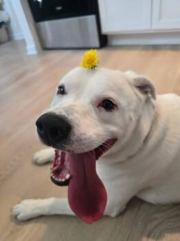 Beagle and Staffordshire Bull Terrier Dogs Available for Adoption - Casper | PetCurious
