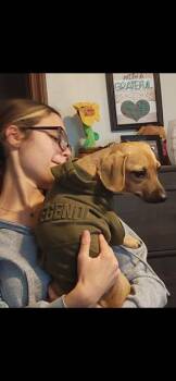 Perfect Peanut -  Dachshund and Chihuahua Dog for Adoption in Randolph, Massachusetts - Perfect Peanut | PetCurious