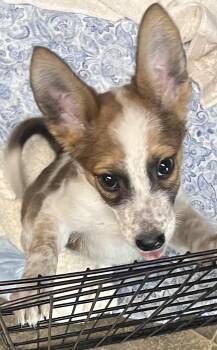 Blue -  Australian Shepherd Dog for Adoption in Los Angeles, California - Blue | PetCurious