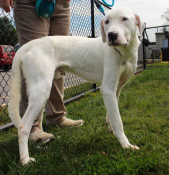 Rescue Mixed Breed Dogs for Adoption in West Chester, Pennsylvania - Mishko | PetCurious