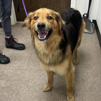 Shepherd Dogs Available for Adoption in Birmingham, Alabama - Arnie | PetCurious