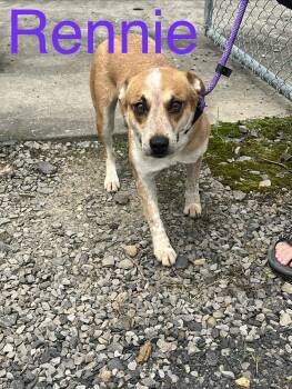 Rennie -  Cattle Dog Dog for Adoption in Zimmerman, Minnesota - Rennie | PetCurious