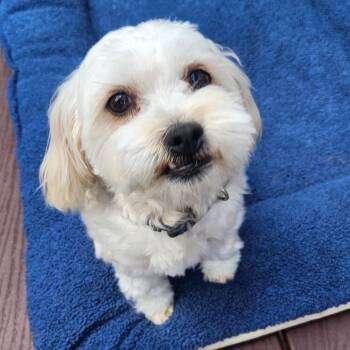 Maltese Dogs Available for Adoption in Pacifica, California - Walker | PetCurious
