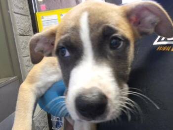 GRIFFIN -  Pit Bull Terrier and Mixed Breed Dog for Adoption in Tulsa, Oklahoma - GRIFFIN | PetCurious
