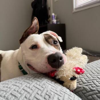 SPARK -  Pit Bull Terrier Dog for Adoption in Greensboro, North Carolina - SPARK | PetCurious