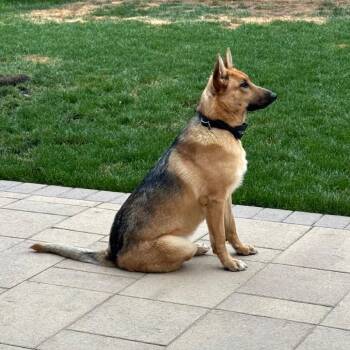 Happy -  German Shepherd Dog Dog for Adoption in San Diego, California - Happy | PetCurious