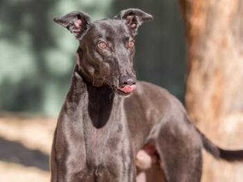 Hendrix -  Greyhound Dog for Adoption in Allentown, Pennsylvania - Hendrix | PetCurious