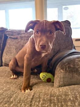 Rescue Pit Bull Terrier Dogs for Adoption in Hilton, New York - Dandy | PetCurious