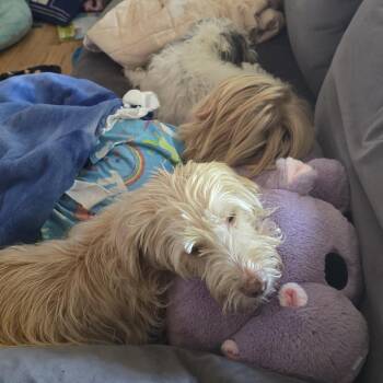 Havey -  Schnauzer and Poodle Dog for Adoption in Tacoma, Washington - Havey | PetCurious