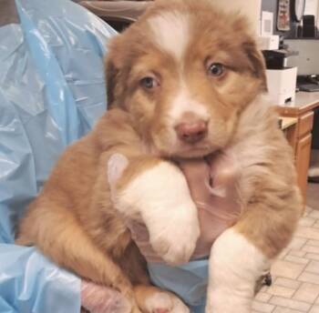Boone -  Australian Shepherd Dog Available for Adoption in Hollister, Missouri - Boone | PetCurious
