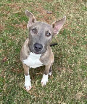 Rescue Terrier Dogs for Adoption in Little Rock, Arkansas - Seraphina | PetCurious