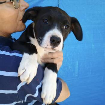 Finn -  Pit Bull Terrier and Labrador Retriever Dog Available for Adoption in Amarillo, Texas - Finn | PetCurious