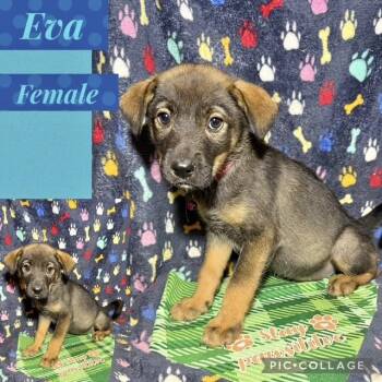 Shepherd Dogs Available for Adoption in Manchester, Connecticut - Eva | PetCurious