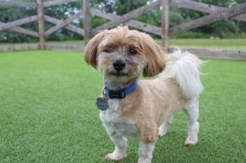 Avi -  Havanese Dog for Adoption in Chestertown, Maryland - Avi | PetCurious