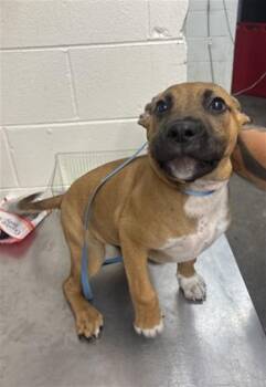 BEAR -  Pit Bull Terrier and Mixed Breed Dog for Adoption in San Bernardino, California - BEAR | PetCurious