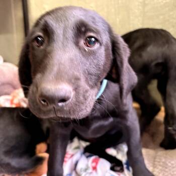 Labrador Retriever Dogs Available for Adoption - Paige | PetCurious