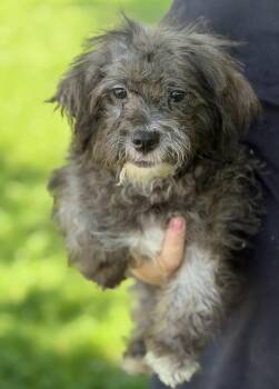 Shih Tzu and Poodle Dogs Available for Adoption in Yuba City, California - Elvis | PetCurious