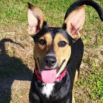 Jenny Jones -  Shepherd Dog for Adoption in Grayslake, Illinois - Jenny Jones | PetCurious