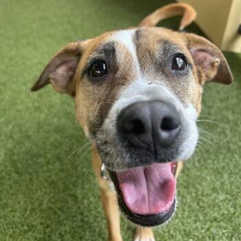 Maize -  Mixed Breed Dog for Adoption in West Palm Beach, Florida - Maize | PetCurious