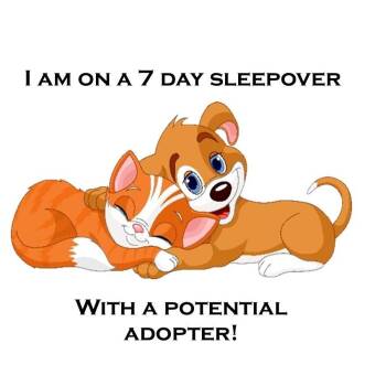Toffee D26-142 -  Cavalier King Charles Spaniel and Bichon Frise Dog for Adoption in Lebanon, Tennessee - Toffee D26-142 | PetCurious